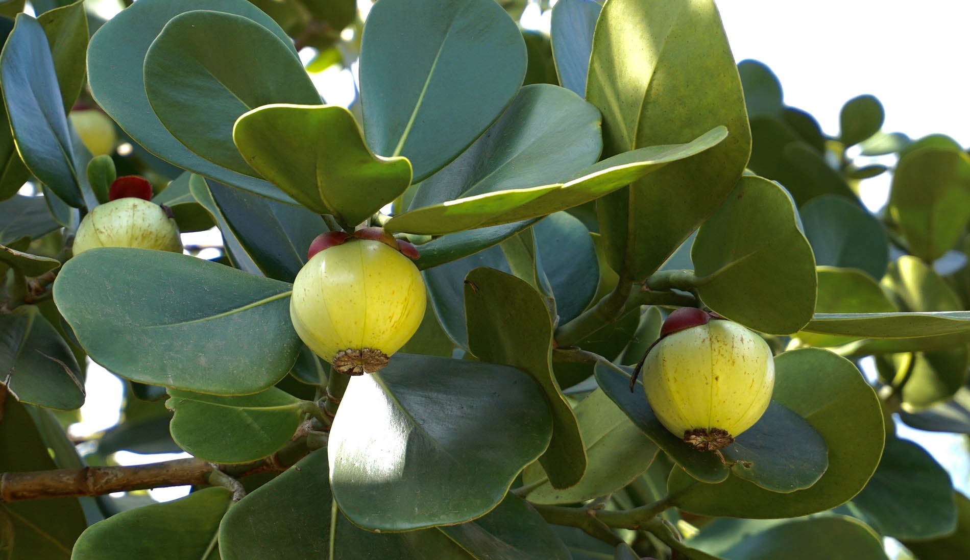 Представитель Семейства Clusiaceae